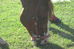 Cruz_2012_01 (8)